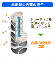 年齢髪の表面の様子：キューティクルが薄くなって開いてしまい、内部の成分が流出