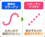 通常のコラーゲン：大きいので吸収されにくい コラーゲンペプチド：低分子化され吸収されやすい