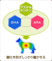 アスタキサンチンがDHA・ARAの酸化を防ぎしっかり働かせる