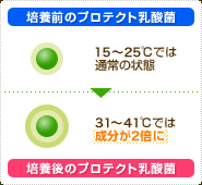 培養前のプロテクト乳酸菌:15℃~25℃では通常の状態 培養後のプロテクト乳酸菌:31℃~41℃では成分が2倍に