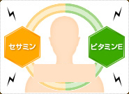 セサミンとビタミンEの相乗効果で内外をしっかり守る