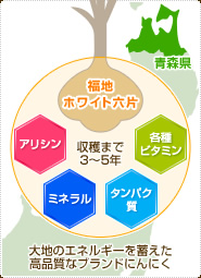 収穫まで3～5年かかる青森県の福地ホワイト六片はアリシン・ミネラル・タンパク質・各種ビタミンなど、大地のエネルギーを蓄えた高品質なブランドにんにく